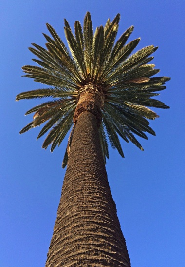 Huntington Beach, Southern California, palm tree, Jeff King Photography, iPhone 5S